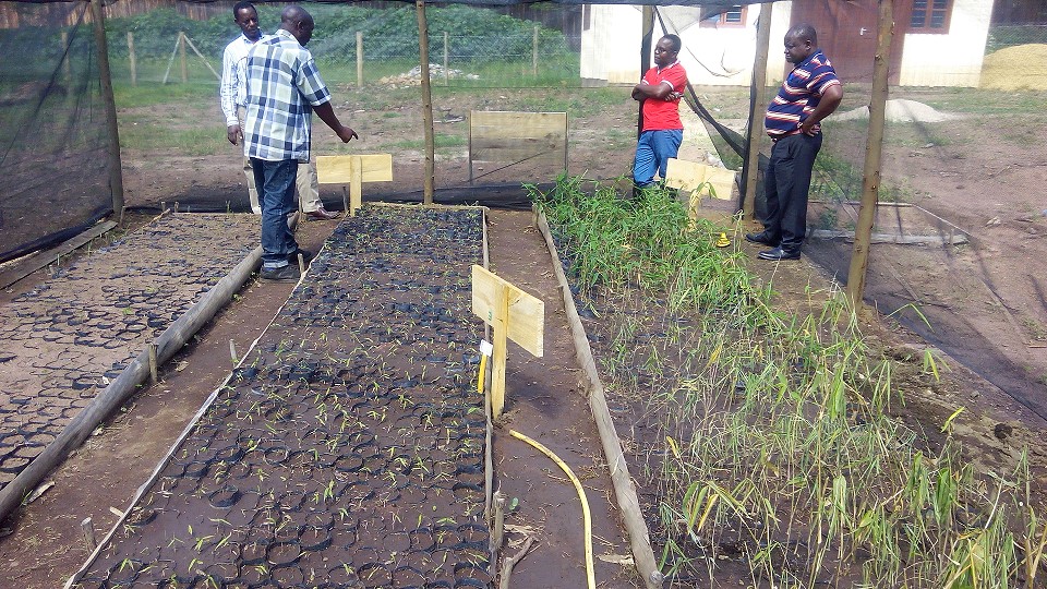 在坦桑尼亚建立竹林
