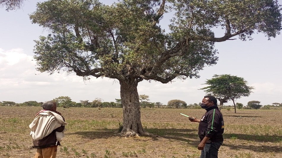 埃塞俄比亚中南部城市周边地区三个民族对传统药用植物的认知、实践和民族植物学知识